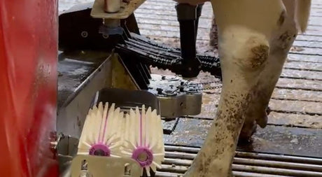 Antibacteriële borstelset speenreiniging melkrobot