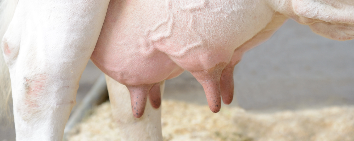 Belang van een goede voorbehandeling bij speenpuntvereelting