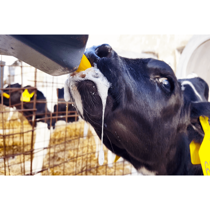 Milk Bar trainings / biestspeen 10 stuks