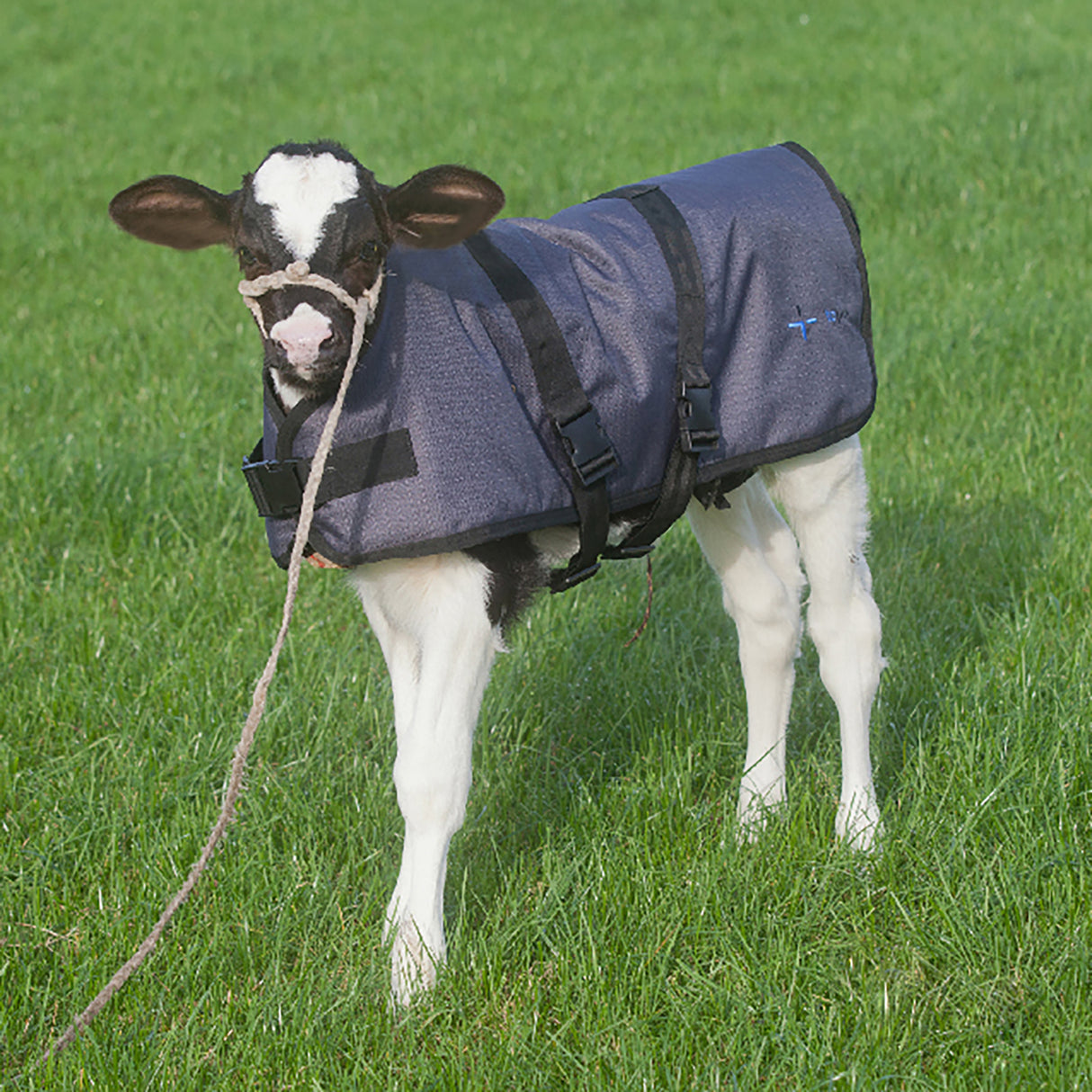Calf blanket Topro 75cm