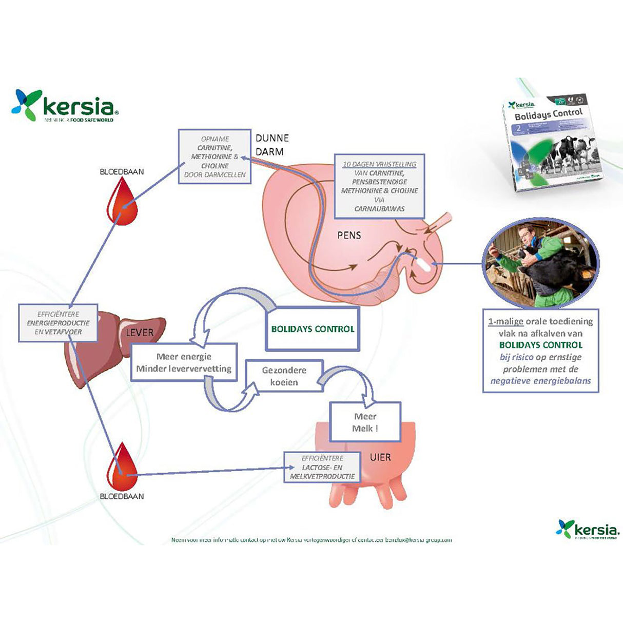 Bolidays Control Boli 12 Pieces