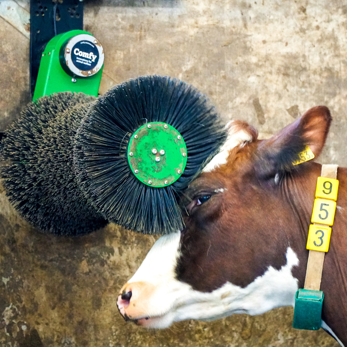 Cosy Cow cow brush