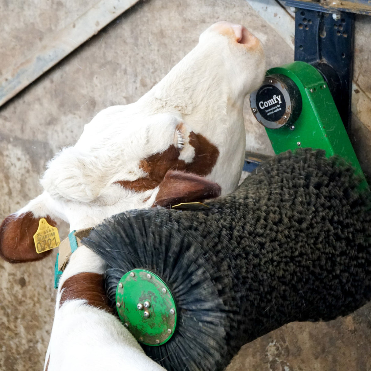 Cosy Cow cow brush