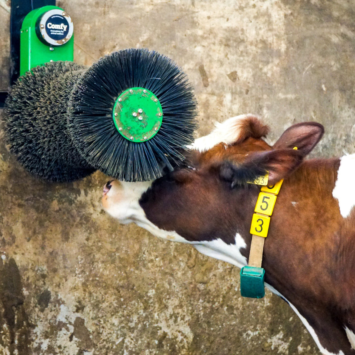 Cosy Cow cow brush