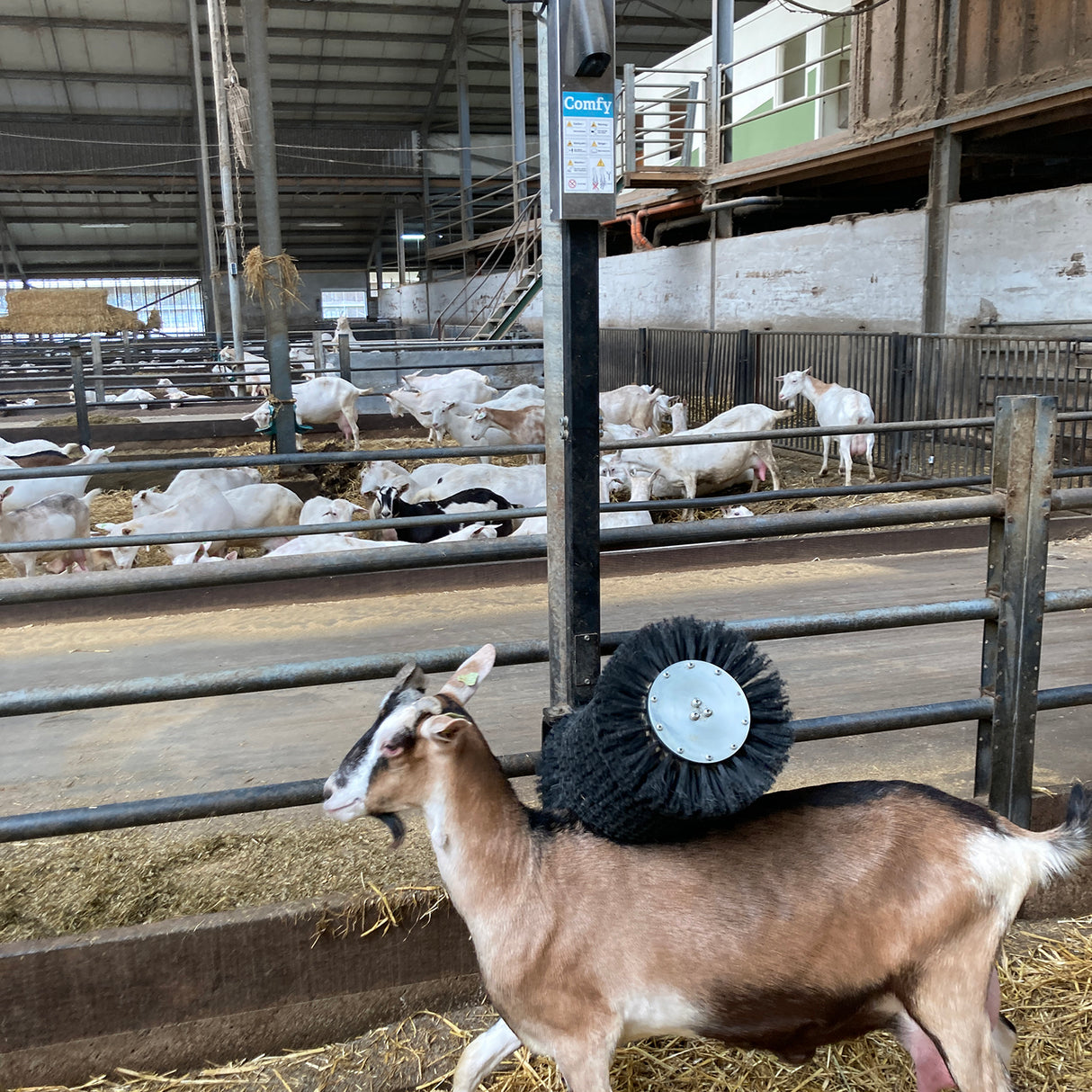 Bristle Buddy Goat Brush