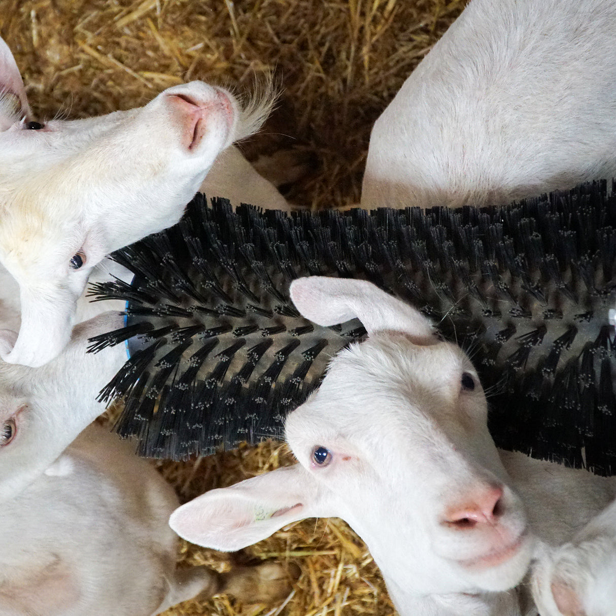 Bristle Buddy Goat Brush
