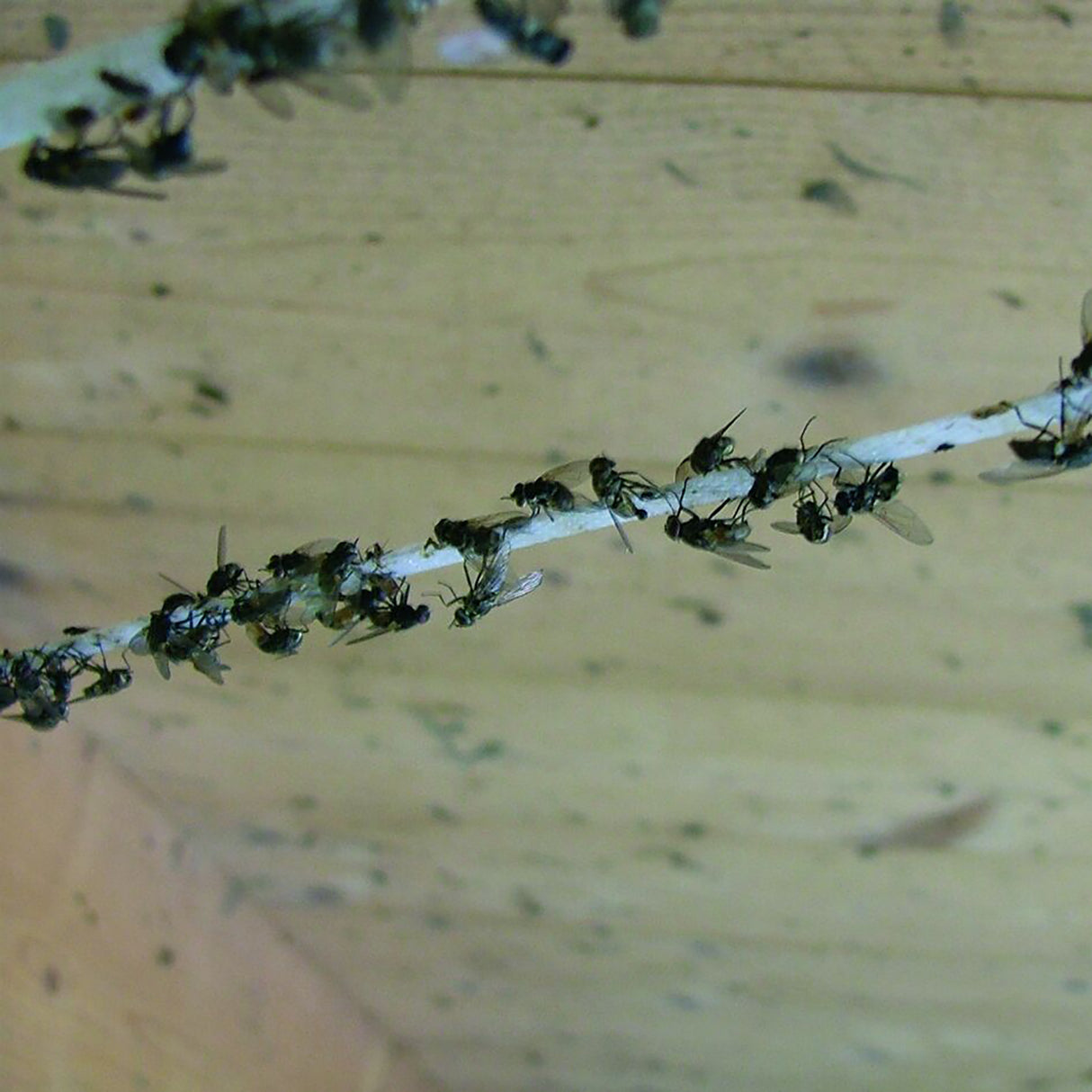 Silva Fly Glue Tape Replacement Roll 500m