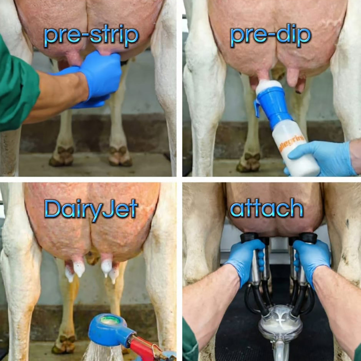 DairyJet - Douche de pis/Nettoyeur de trayons