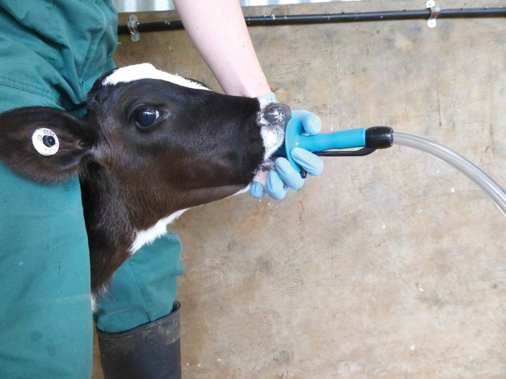 Trempage Trusti Tuber