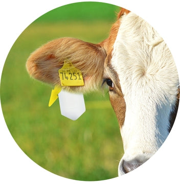 Auriplak anti-fly labels 10 pieces