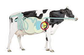De voordelen van bolussen bij koeien