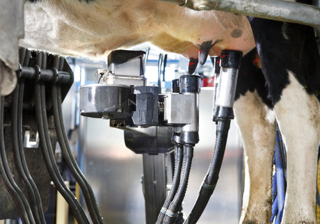 De voordelen van een melkrobot: Efficiënter melken, blije koeien, Happy Farmer!