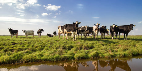 Nederland zet stap naar dierwaardige veehouderij: wat betekent dat voor melkveehouders?
