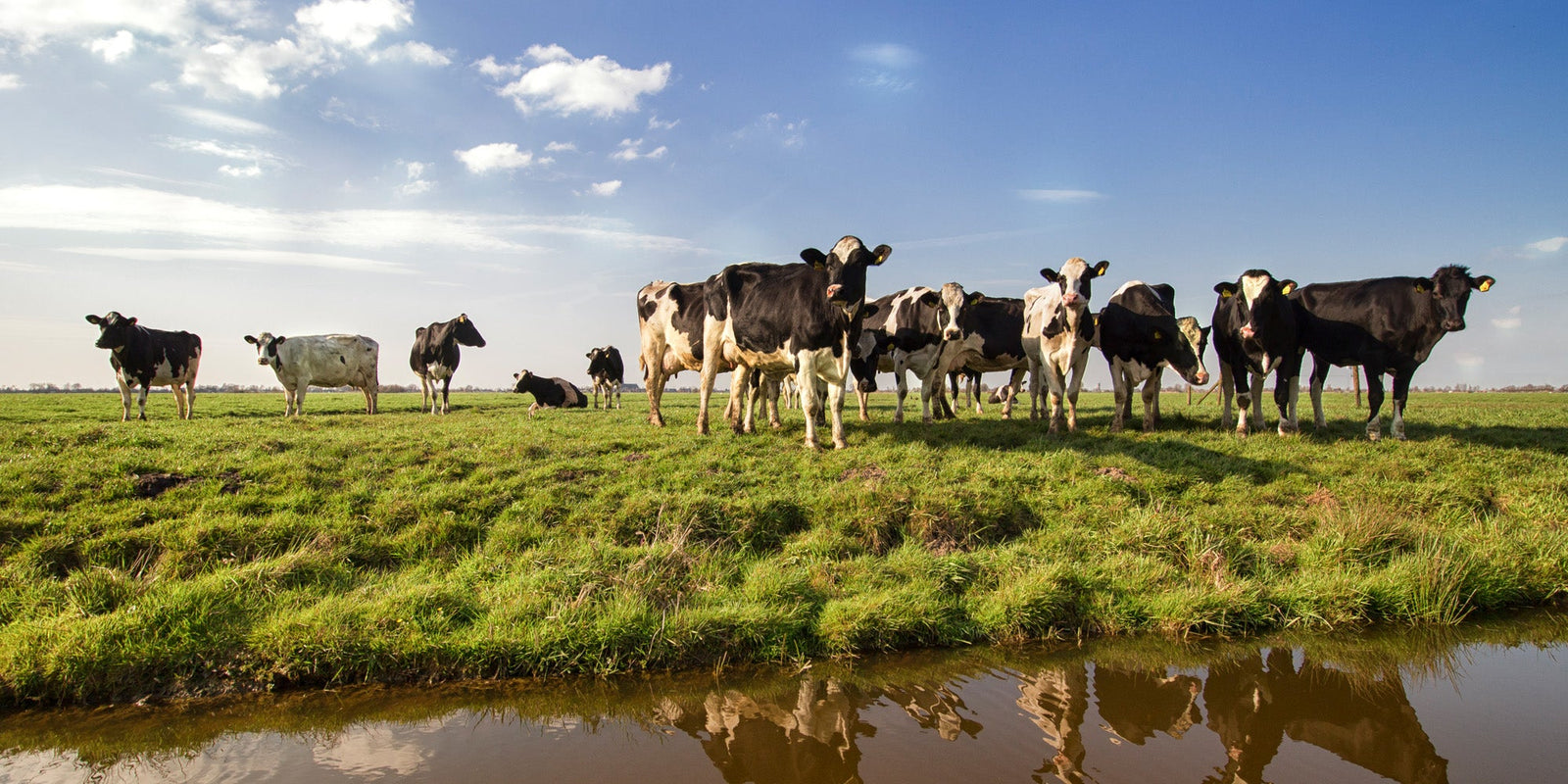 De Toekomst van Melken: hoe Melkrobots de Landbouw Transformeren