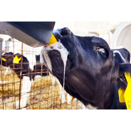 Milk Bar trainings / biestspeen 10 stuks