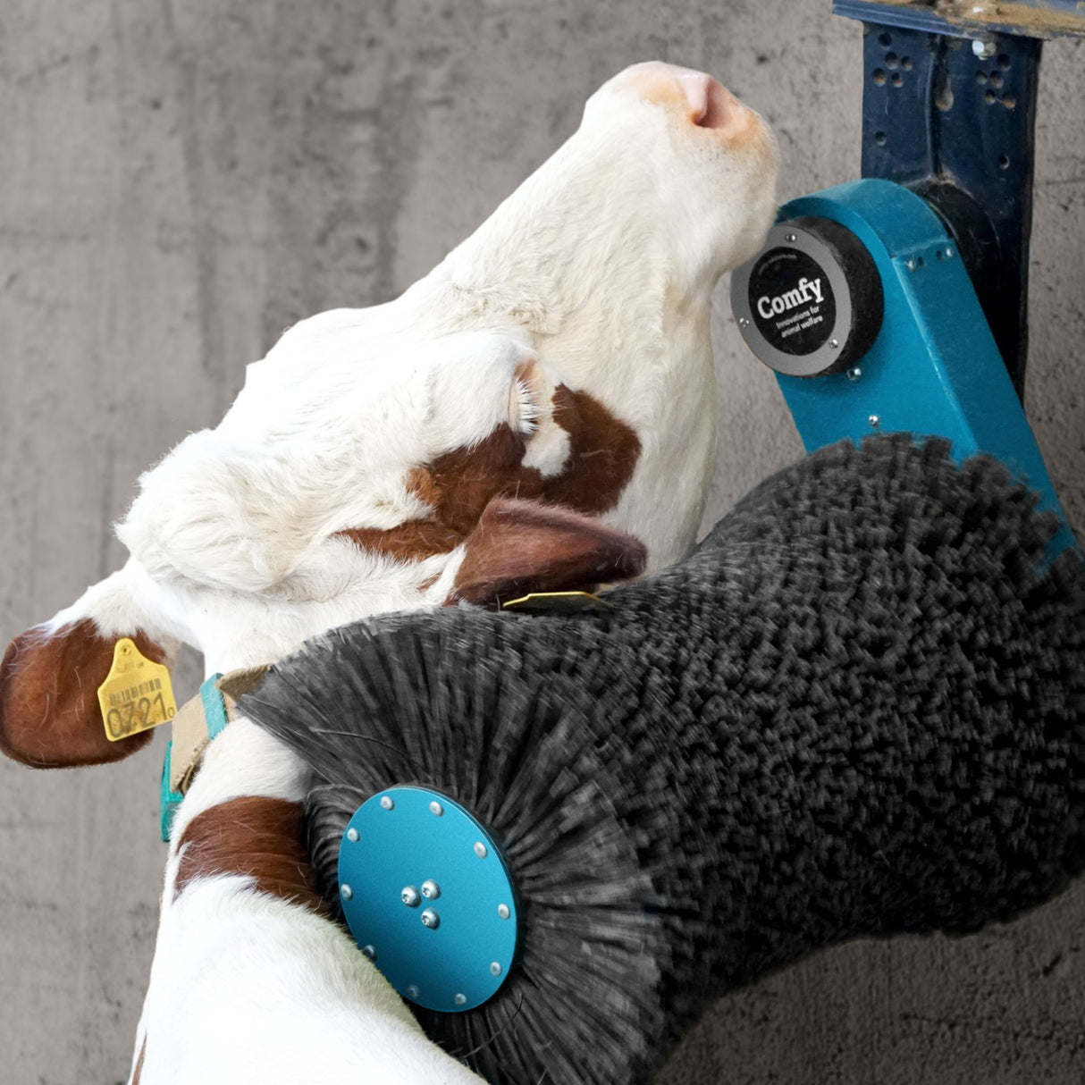 Cozy Cow Kuhbürste