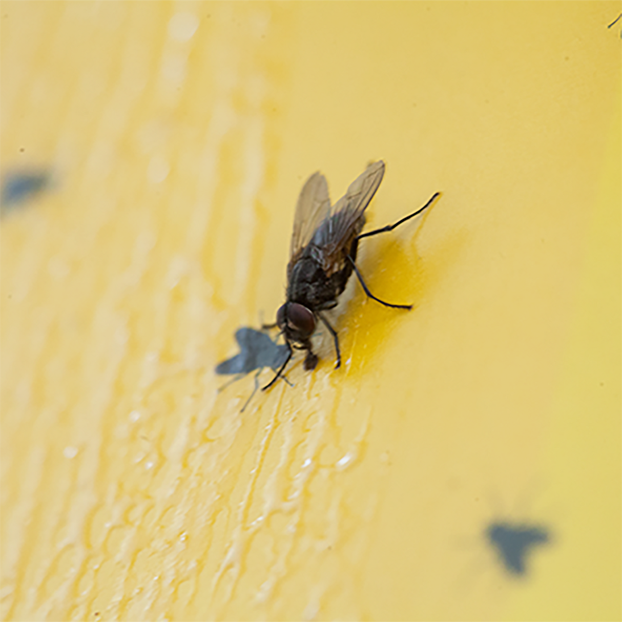 Прасавальная дошка "Fly action" ЖОЎТАЯ з матывам мухі 40 х 60 см