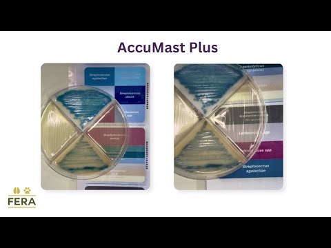 ALOITUSSARJA AccuMast Mastitis-itsetesti