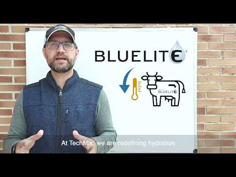 Poudre bluelite bovine TechMix
