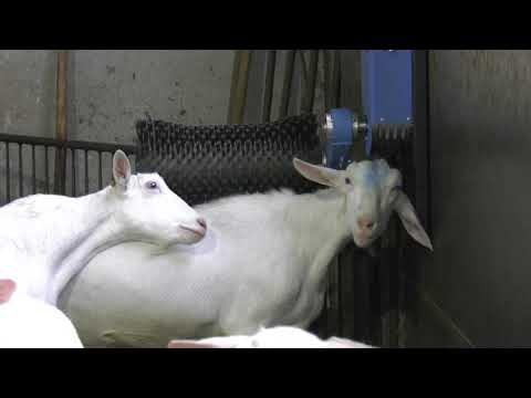 Cepillo para cabras Cozy Goat