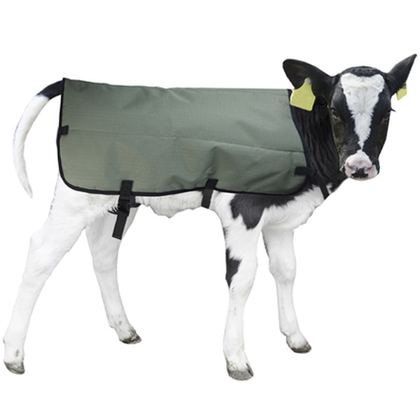Calf blanket 70 cm